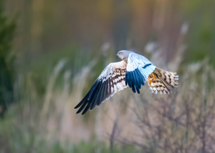 Soo-loorkull_PeterLind_DSC_9072-2-sh-2-2-2