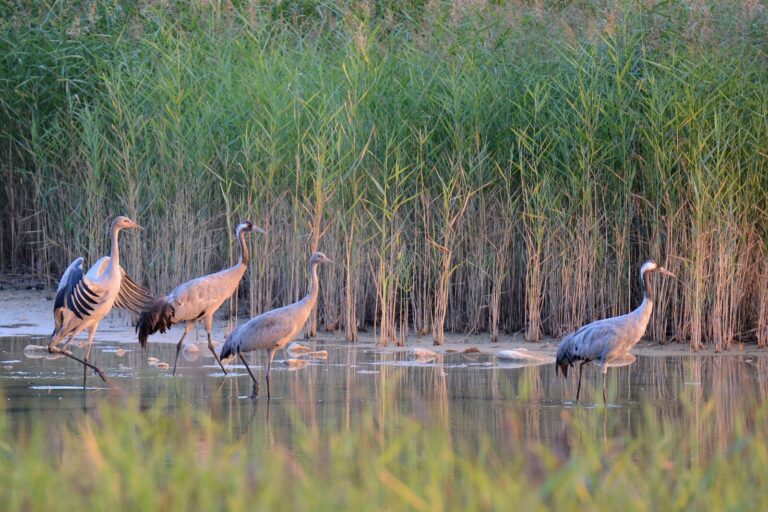 Common crane