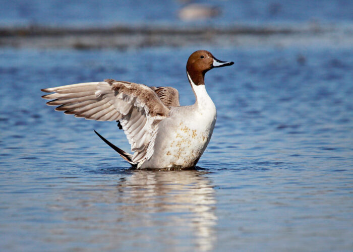 Soopart_Mati Martinson (2)