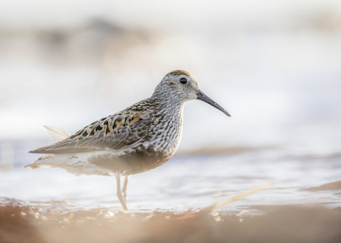 Soorüdi6 (Kauro Kuik) Soorüdi6 (Kauro Kuik)