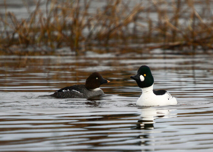 Sõtkas (Kauro Kuik)