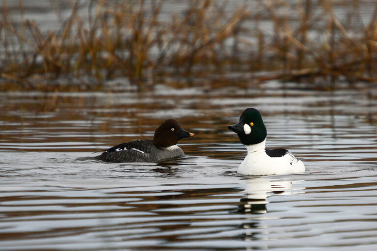 Common goldeneye