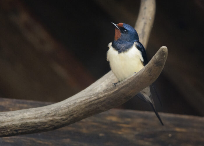 Suitsupääsuke (Kaido Rummel)