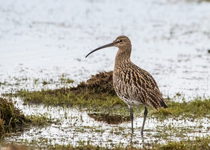 Suurkoovitaja f.Janne Põlluaas