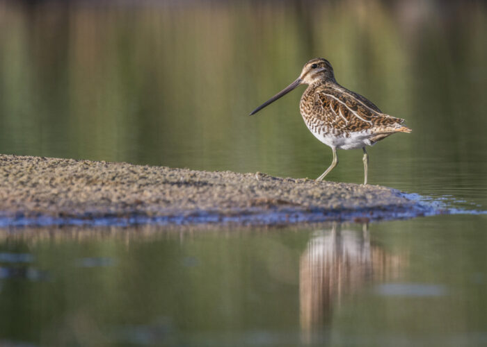 Tikutaja (Kauro Kuik)