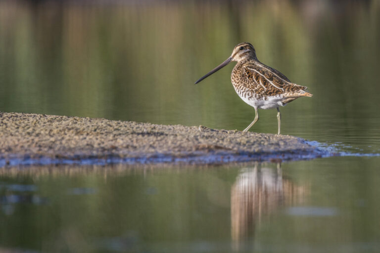 Common snipe