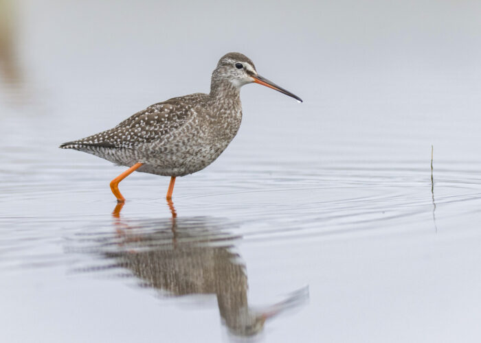 Tumetilder (Kauro Kuik)