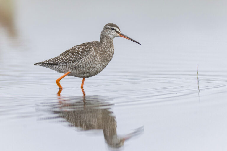 Spotted redshank