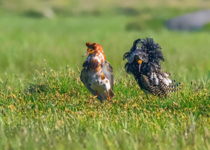 Tutkas_PeterLind_DSC_7468-5-Edit-s-adjust