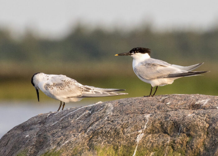 Tutt-tiir (Kauro Kuik) Tutt-tiir (Kauro Kuik)