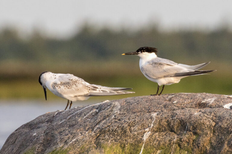 Sandwich tern