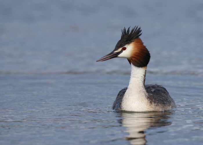 Tuttpütt1 (Kauro Kuik) Tuttpütt1 (Kauro Kuik)