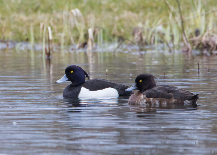 Tuttvart f.Janne Põlluaas