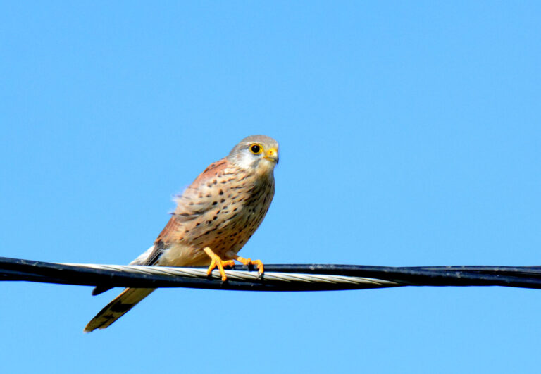 Common kestrel