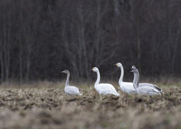 Väikeluik2 (Kauro Kuik)