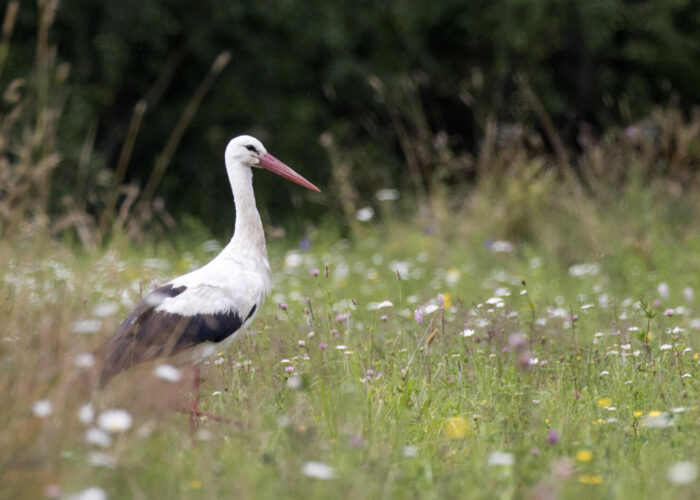 Valge-toonekurg2 (Kauro Kuik)