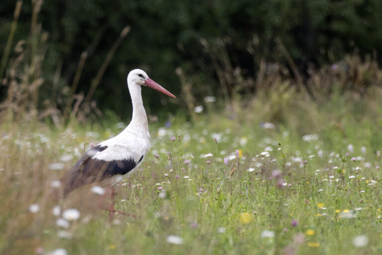 White stork