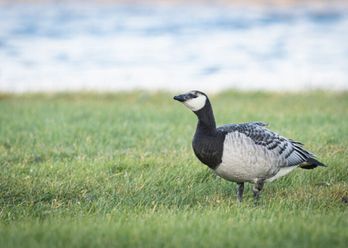 Valgepõsk lagle2 (Kauro Kuik)
