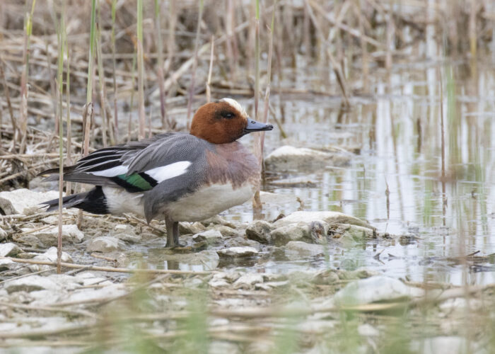 Viupart (Kauro Kuik)