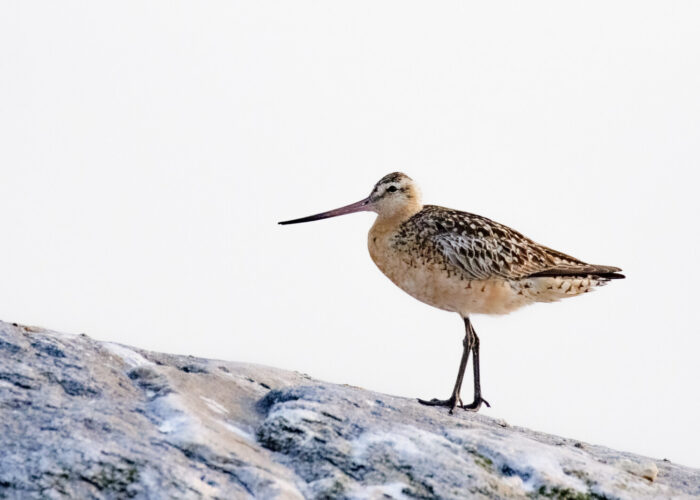 Vöötsaba-vigle (Kauro Kuik) Vöötsaba-vigle (Kauro Kuik)
