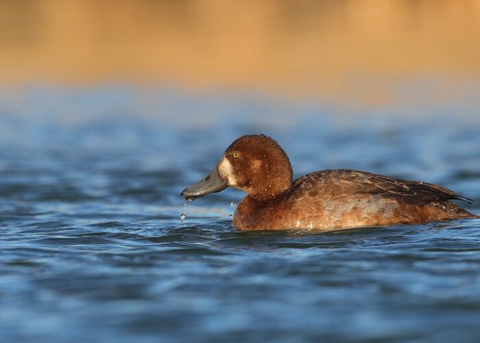 merivart emane merivart emane