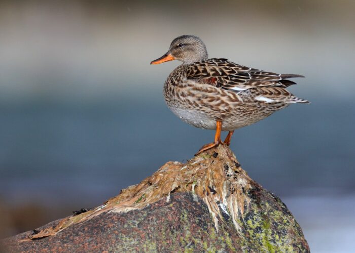 rääkspart, emane rääkspart, emane