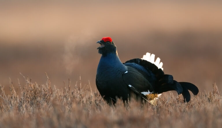 Black grouse