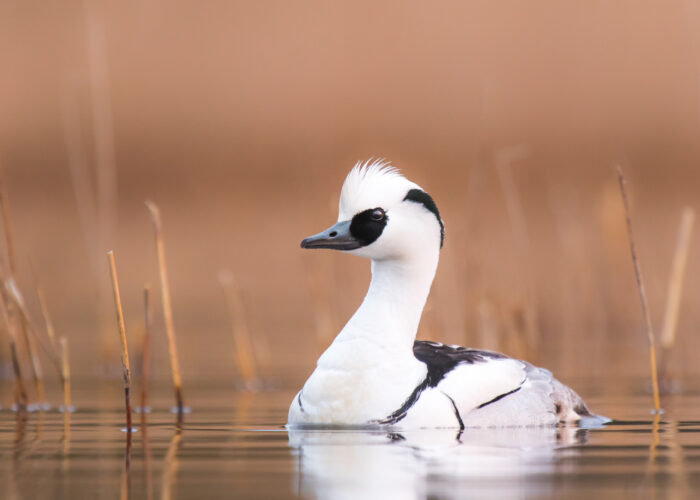 Väike koskel isane_karljakobtoplaan Väike koskel isane_karljakobtoplaan